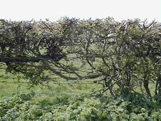 bocage
