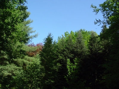forêt de mormal