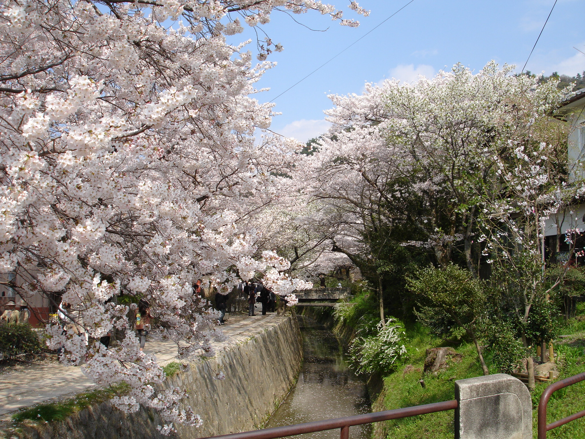 Sakurajpn