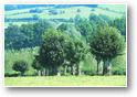 sentier