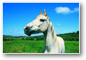 cheval